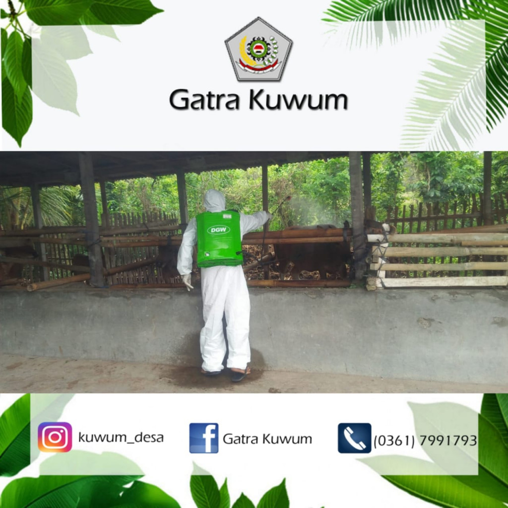 KEGIATAN PENYEMPROTAN DISINFEKTAN PADA KANDANG SAPI DI DESA KUWUM
